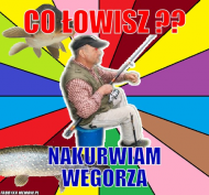 Węgorz