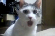 Kot