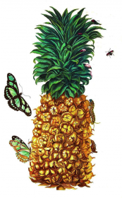 Ananas (K)