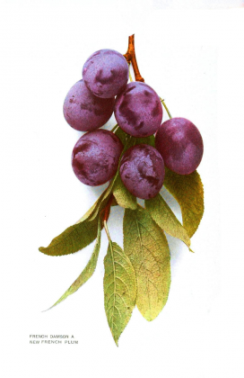 Śliwka "French Damson" (K)