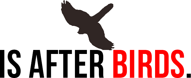 After Birds