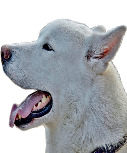 Alaskan malamute