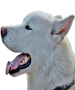 Alaskan malamute