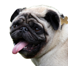 Mops