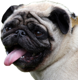 Mops