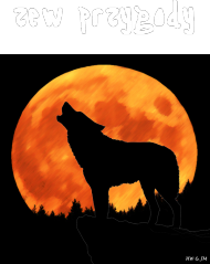 wilk nocą - seria zwierzęta