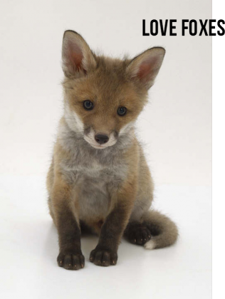 LOVE FOX
