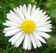 stokrotka02