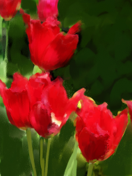 Tulipany