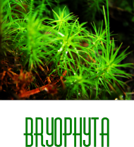 Bryophyta