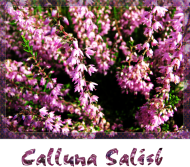 Calluna Salisb