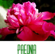 Paeonia