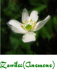 Zawilec (Anemone)