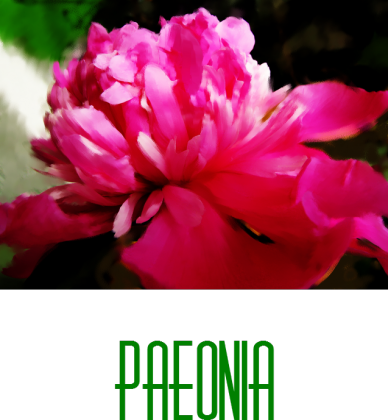 Paeonia