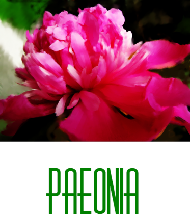 Paeonia