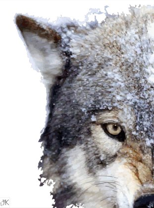 WOLF BLUZA