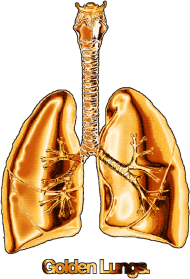 Golden Lungs LC T-Shirt Damski