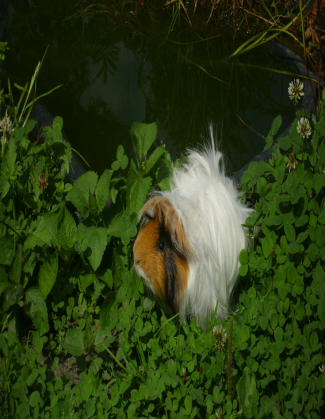 kubek świnka morska