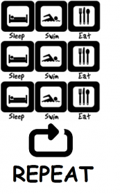 Sleep swim eat