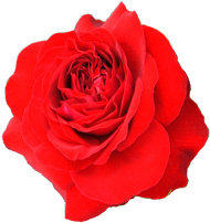 Kubek "Red Rose"