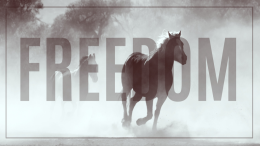 Ekotorba FREEDOM