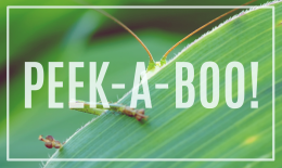 Ekotorba PEEK-A-BOO
