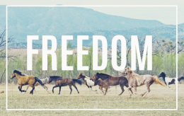 Ekotorba FREEDOM 2