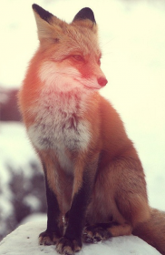 FOX FOR LADIES