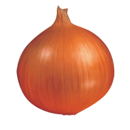 Cebulka