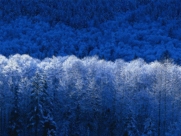 cykoria