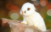 Bunny