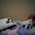 Zona
