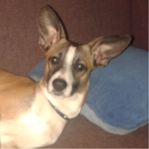 Najlepsze tylko u Sylfka