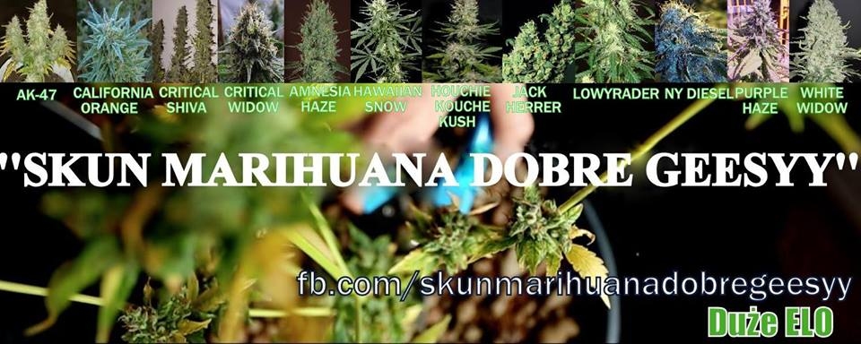 Skun Marihuana Dobre GEESYY