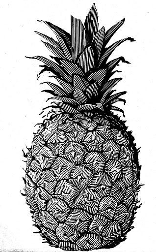 ananasy